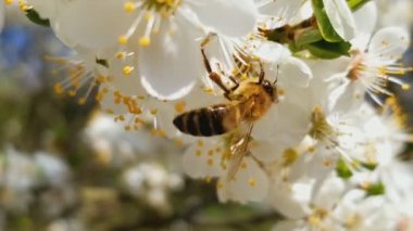 arı beyaz çiçek açan elma çiçekleri nektar toplar. Anthophila, Apis mellifera. Yakından kapatın. Ses yok