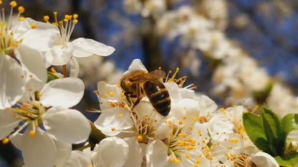 Пчела собирает нектар на цветы белого цветущего яблока. Anthophila, Apis mellifera. Закрывай. Без звука — стоковое видео