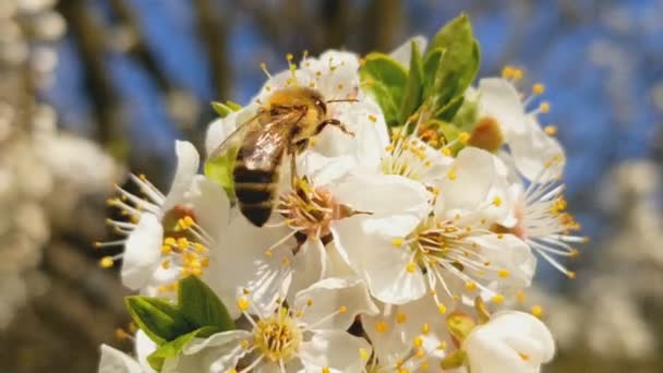 꿀벌은 흰 피는 사과의 꽃에 꿀을 수집합니다. 안토필라, 아피스 멜라이프라. 닫아. 소리가 나지 않습니다. — 비디오