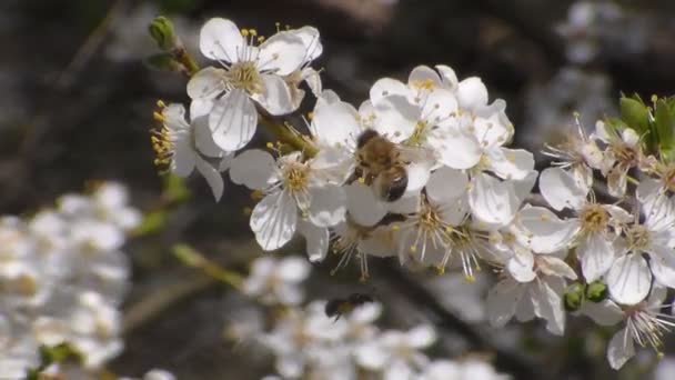 La abeja recoge el néctar en las flores de la manzana blanca que florece. Anthophila, Apis mellifera. De cerca. No hay sonido — Vídeo de stock