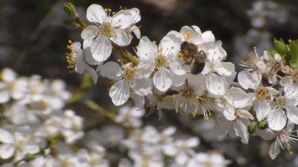 Bee verzamelt nectar op de bloemen van witte bloeiende appel. Anthophila, Apis mellifera. Close-up. Geen geluid — Stockvideo