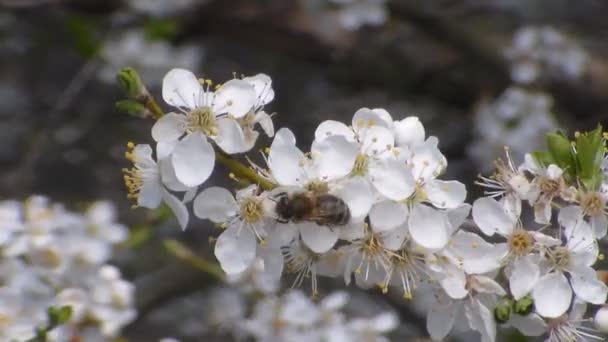 Bee samlar nektar på blommorna av vita blommande äpple. Anthophila, Apis mellifera. Närbild. Inget ljud — Stockvideo