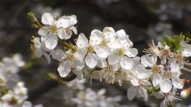 Abelha coleta néctar sobre as flores de maçã branca florescendo. Anthophila, Apis mellifera. Fecha. Sem som. — Vídeo de Stock