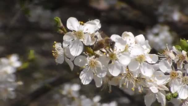 Bee verzamelt nectar op de bloemen van witte bloeiende appel. Anthophila, Apis mellifera. Close-up. Geen geluid — Stockvideo