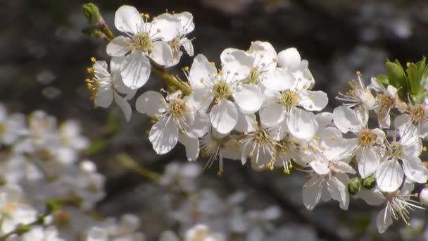 Abelha coleta néctar sobre as flores de maçã branca florescendo. Anthophila, Apis mellifera. Fecha. Sem som. — Vídeo de Stock