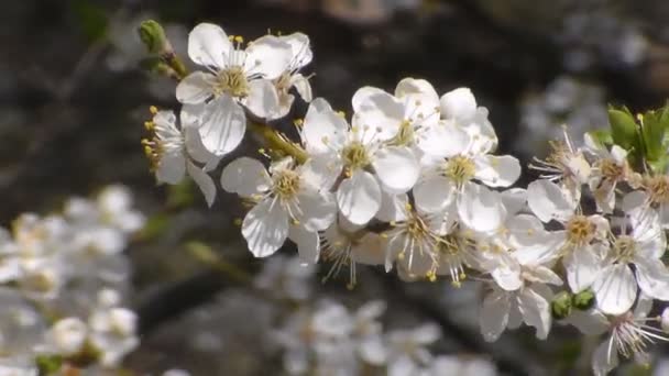 La abeja recoge el néctar en las flores de la manzana blanca que florece. Anthophila, Apis mellifera. De cerca. No hay sonido — Vídeo de stock