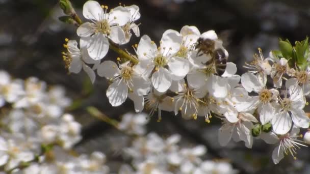 La abeja recoge el néctar en las flores de la manzana blanca que florece. Anthophila, Apis mellifera. De cerca. No hay sonido — Vídeo de stock