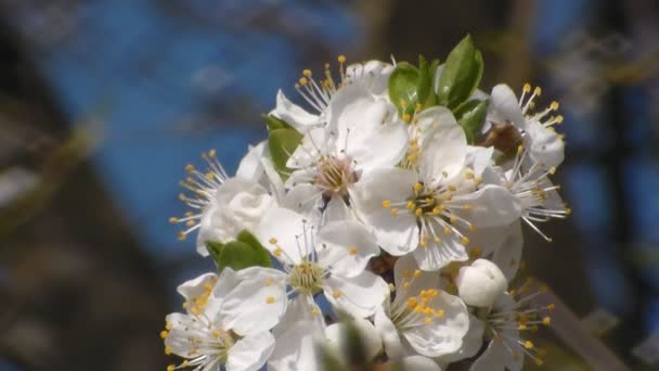 Weiße blühende Apfelbäume im Frühling. Nahaufnahme. — Stockvideo