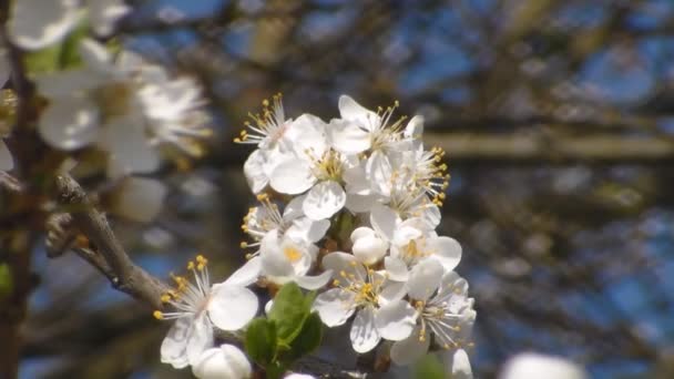 Bee verzamelt nectar op de bloemen van witte bloeiende appel. Anthophila, Apis mellifera. Close-up. Geen geluid — Stockvideo