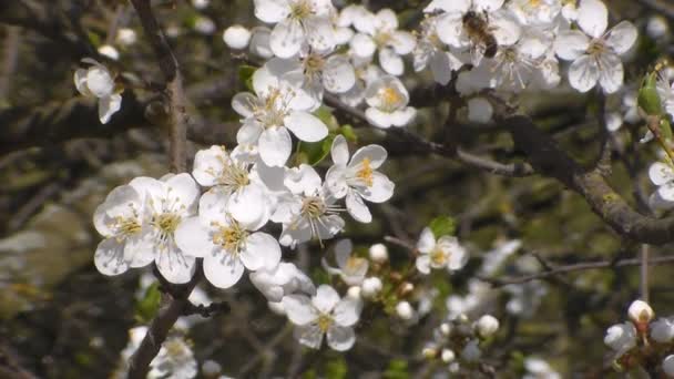 蜜蜂在白花的苹果上收集花蜜。安托菲拉，阿皮斯·梅利韦拉特写无声音 — 图库视频影像