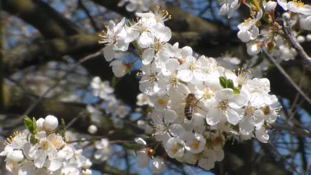 Bee Verzamelt Nectar Bloemen Van Witte Bloeiende Appel Anthophila Apis — Stockvideo