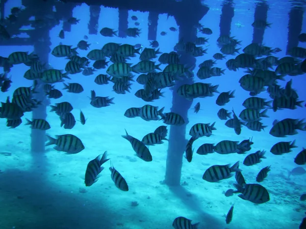 A flock of sea fish under the water near the pillars. Scissortail sergeant — Stock Photo, Image