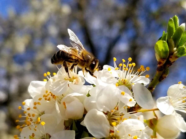 arı beyaz çiçek açan elma çiçekleri nektar toplar. Anthophila, Apis mellifera