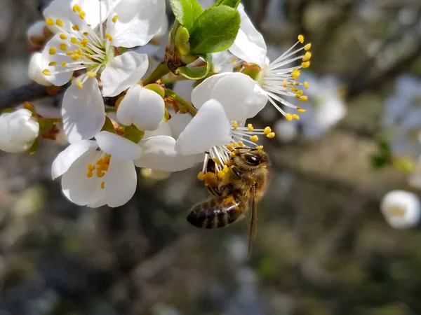 Abelha coleta néctar sobre as flores de maçã branca florescendo. Anthophila, Apis mellifera — Fotografia de Stock
