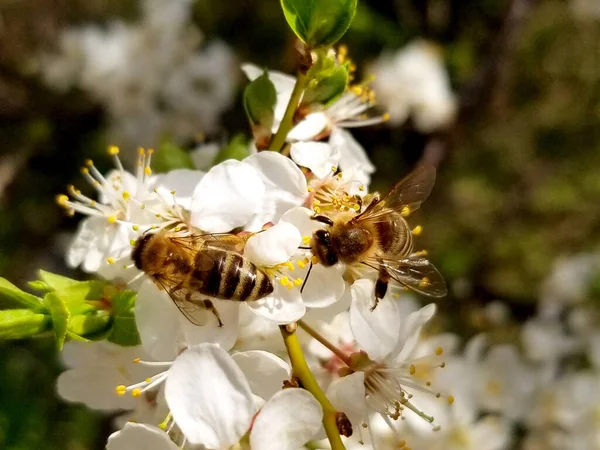 Två bin samlar nektar på blommor av vita blommande äpple. Anthophila, Apis mellifera Royaltyfria Stockbilder