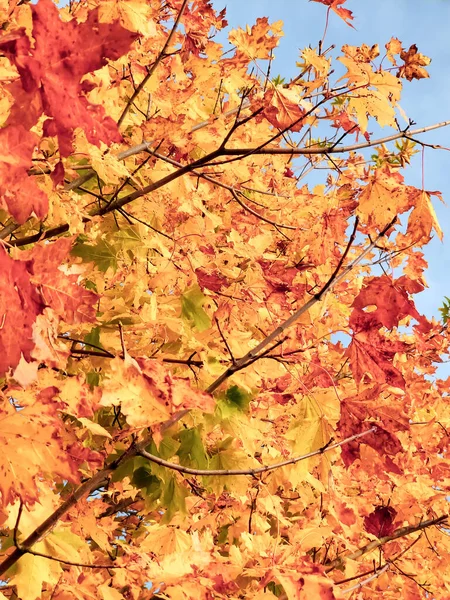 배경의 가을의 노란색과 단풍나무 — 스톡 사진