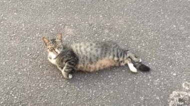 Uyum kedi ve yüksek açıdan rahatsızlık ile yol göster