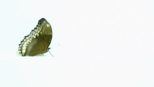 Mariposa Real Mosca Inversa Sobre Fondo Blanco — Vídeos de Stock