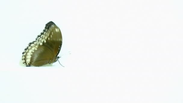 Borboleta Real Mosca Inversa Fundo Branco — Vídeo de Stock