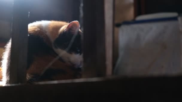 Cat Dalam Rumah Kuno Pagi Hari — Stok Video