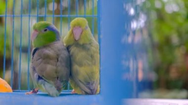 Doğa arka plan ile kafes içinde iki forpus