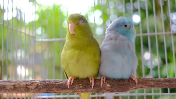 Dwie Małe Papugi Drewno Tło Bokeh — Wideo stockowe