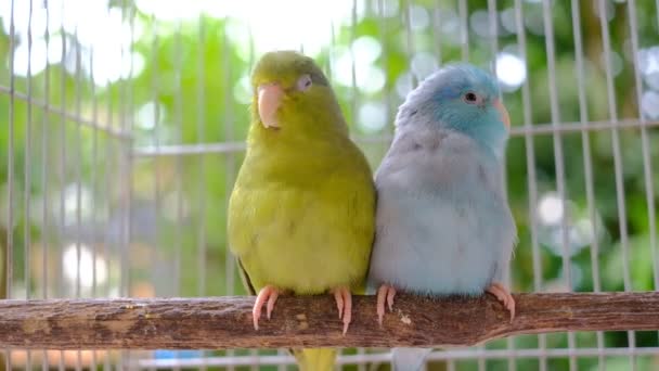 Deux Minuscules Perroquets Sur Bois Avec Fond Bokeh — Video