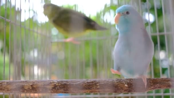 Two Tiny Parrots Wood Cage — Stock Video