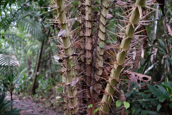 Full Burr Stalk Nature — Stock Photo, Image