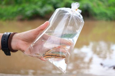 Hand holding baby giant snakehead fish inside plastic bag clipart