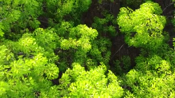 Вид Повітря Над Пишним Лісом Високою Швидкістю Літає Вперед — стокове відео