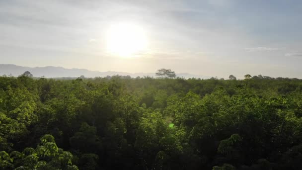 Volare Contro Sole Mattino Sopra Cime Degli Alberi Con Movimento — Video Stock