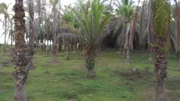 Amateur de contrôle de drone avec mauvaise direction dans le jardin de palmiers et le concept de test de censure 