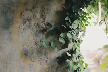Ivy beton kenar arka plan üzerinde