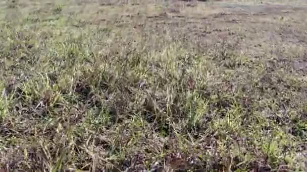 Reizen Veld Natuur Landschap Het Zomerseizoen — Stockvideo