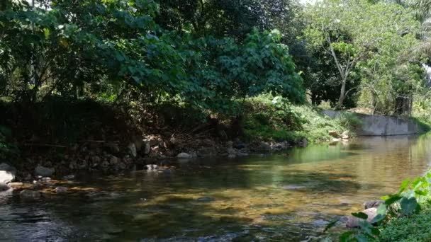 純粋な自然の背景にストリーム水の流れる静かな情景 — ストック動画