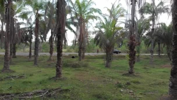 Mann Wacht Über Palmenplantage — Stockvideo