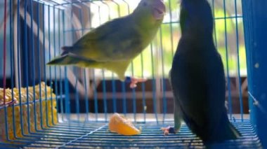 Kafeste birlikte oynayan iki küçük papağan