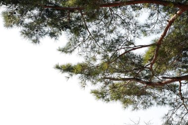 Çam ağacı dalı ( Pinus merkusii ) beyaz arka plan üzerinde izole