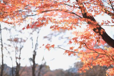 Sonbahar sezonu arka planda akçaağaç ağacı 