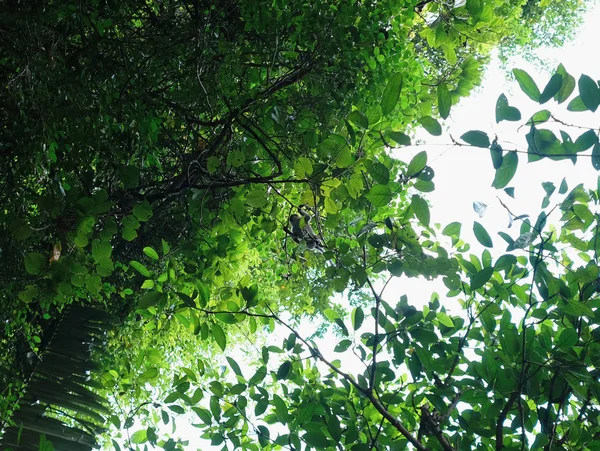 Monkey crossing tree from low angle view