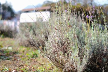 Sabah ışık sentezi ile küçük bitki