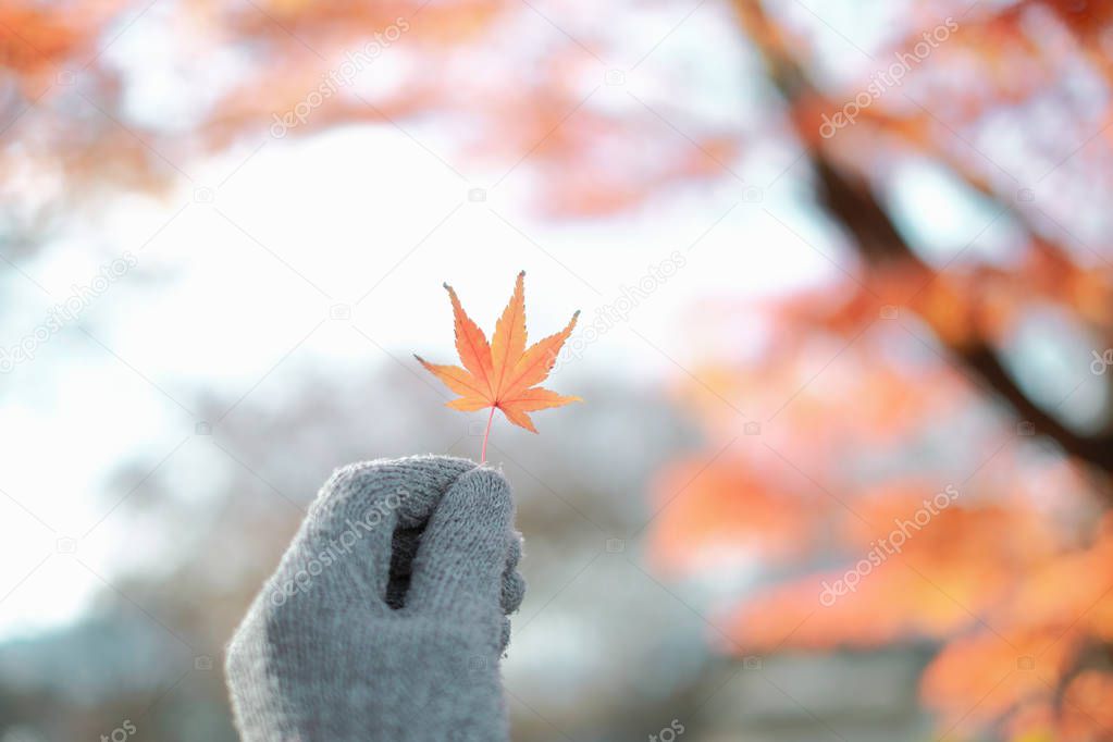 Hand holding maple leaf in autumn season background