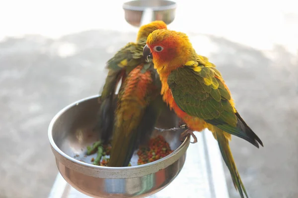 Two colourful parrots (sun conure) perching on metal food bowl from high angle view