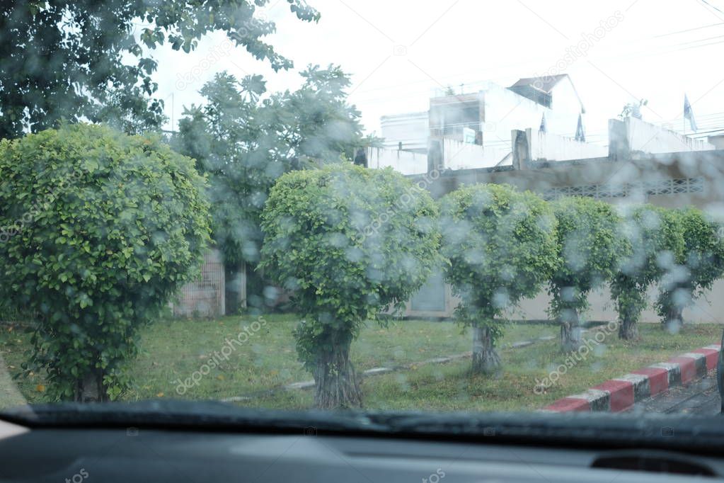 Perspective of ornamental trees while driving with raindrop on windscreen
