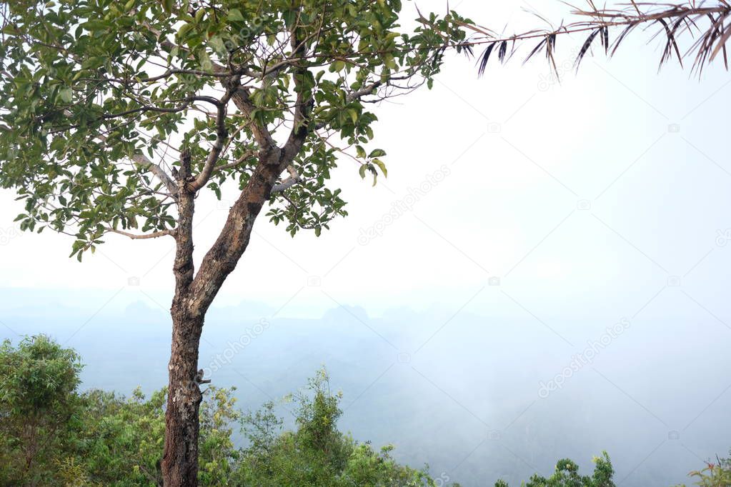 Tree on the mountain with fog background