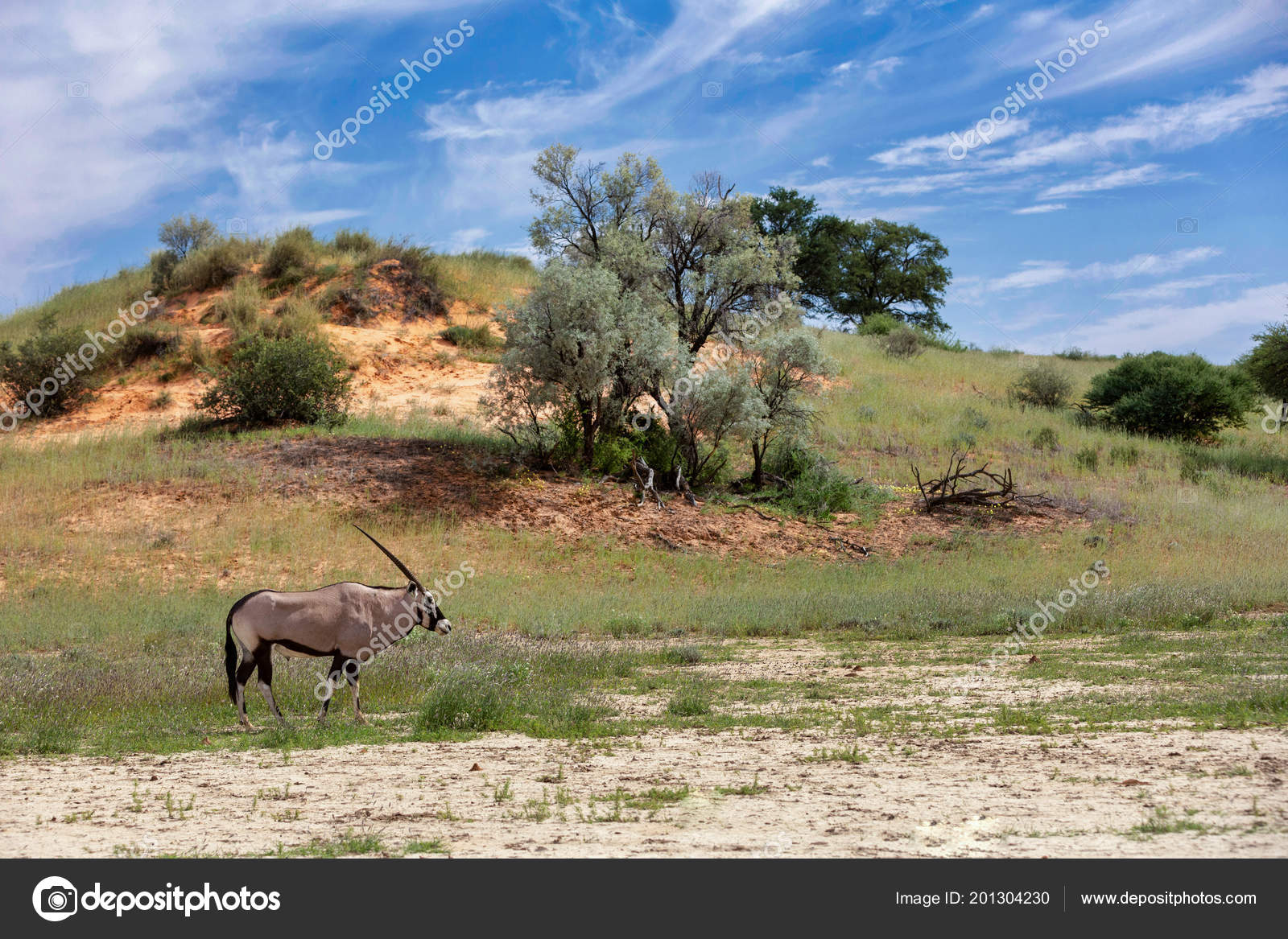 ゲムズボック写真素材 ロイヤリティフリーゲムズボック画像 Depositphotos