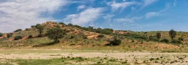 Yağmur sezonu sonra yeşil Kalahari Çölü. Kgalagadi Sınırötesi Park, Güney Afrika vahşi safari