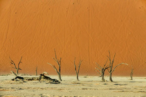 Hermosos Colores Noche Del Paisaje Escondido Dead Vlei Desierto Namib — Foto de Stock