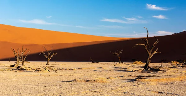 美丽的黄昏颜色隐藏死 Vlei 景观在纳米布沙漠沙漠 死相思树在山谷与蓝天 纳米比亚 — 图库照片